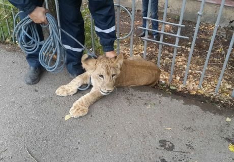 В Уфе поймали бегавшего по улицам львенка