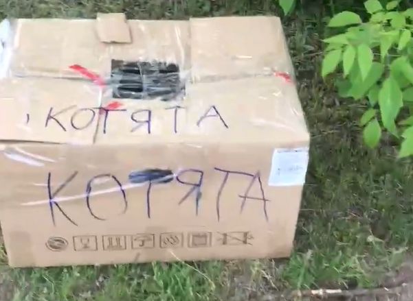 На въезде в Касимов обнаружили запечатанную коробку с котятами