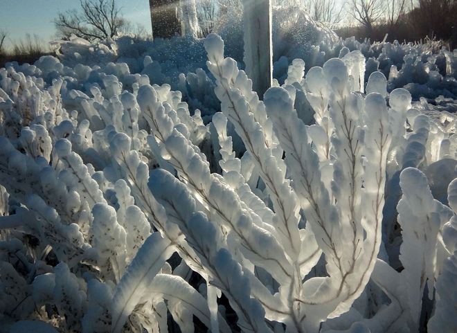 В Рязанской области засняли «ледяные кораллы»