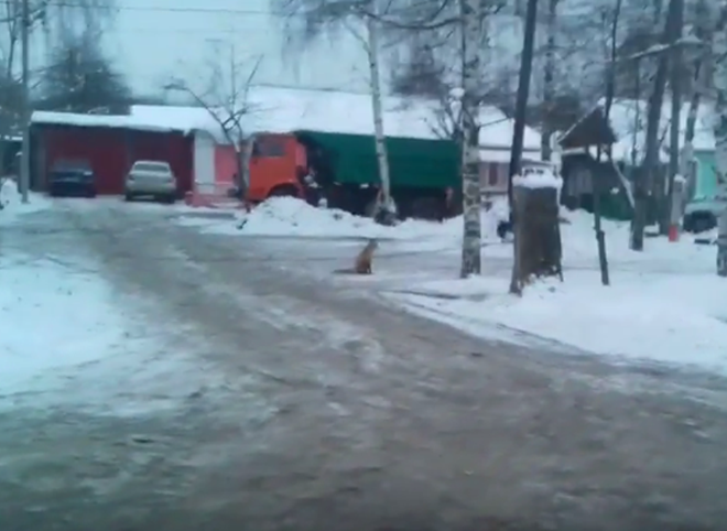 На улице в селе Дядьково рязанец заснял «бесстрашную» лису