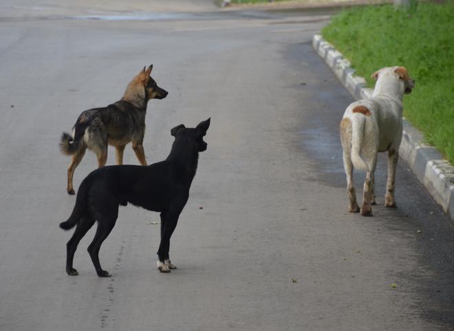 Из рязанского питомника для безнадзорных животных сбежало 300 собак