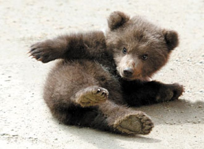 В Москве нашли медвежонка, просидевшего несколько дней в запертой машине