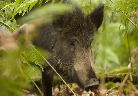 В рязанском заповеднике нашли африканскую чуму свиней