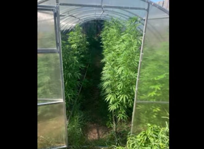Марихуана в рязани как выращивать марихуану по гидропонике