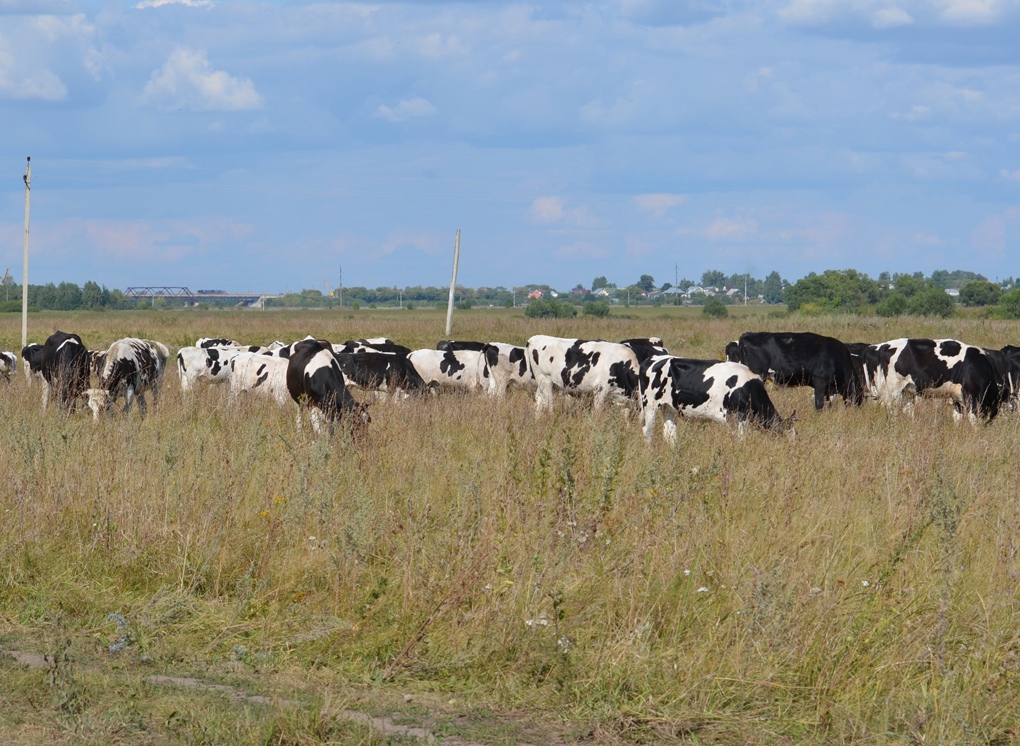 Рязанцев предупредили о перегоне скота у села Поляны