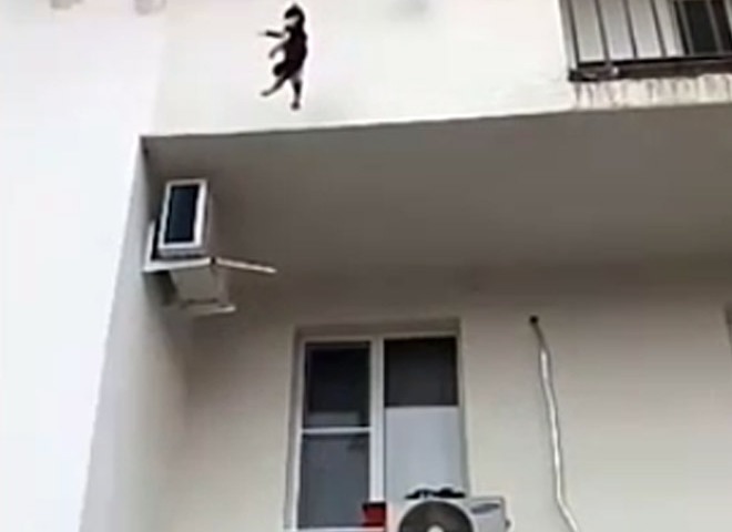 Житель Сочи спас повисшего на веревке питомца (видео)