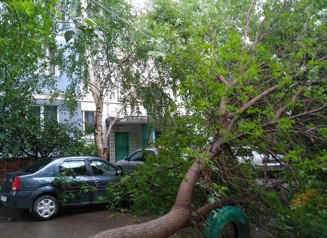 На улице Сельских Строителей дерево повисло на проводах