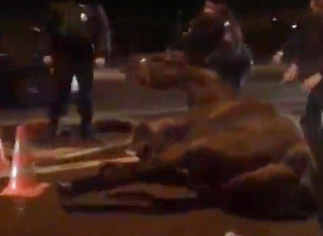 Автомобиль сбил лошадь с сотрудницей полиции в Москве