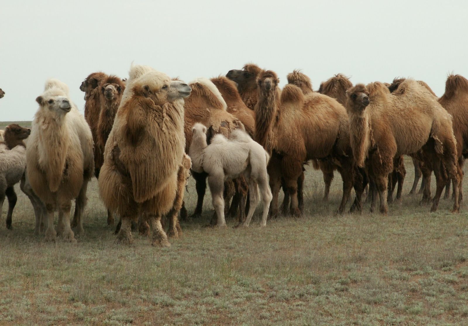 Рязанские селекционеры вывели новый тип верблюдов