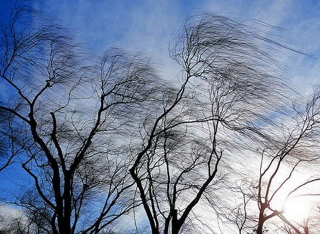 Рязанское МЧС предупредило об усилении ветра в ближайшие часы