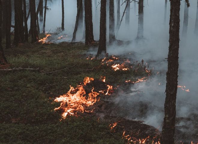 Рязанские экологи сообщили о возобновившихся поджогах леса