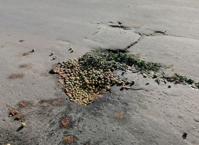 В Касимове яму на дороге засыпали яблоками