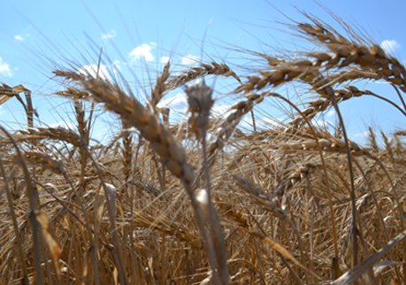 Скопинский завод нарушил правила хранения зерна