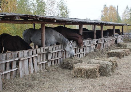 Рязанские приставы продали кумысную ферму заключенного