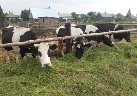В Рязань приедет партия коров из Калининградской области