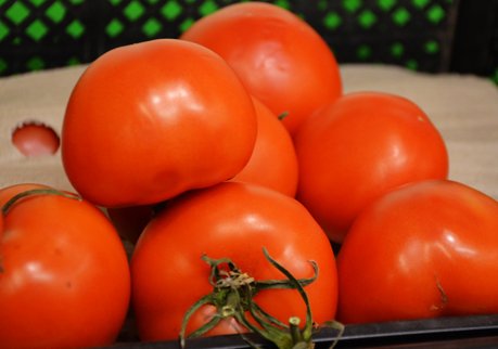 Россельхознадзор не пустил в страну 3 т польских томатов