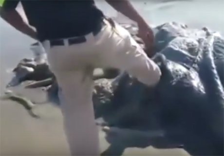 На пляж в Мексике выбросило морское чудовище (видео)