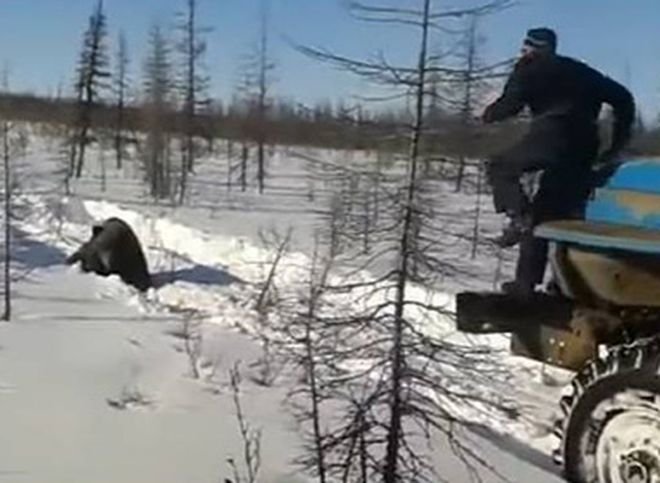 В Якутии живодеры раздавили медведя грузовиками и засняли на видео