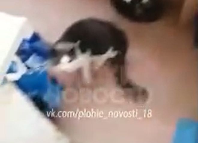 Рязанец снял на видео, как выкидывает кота с седьмого этажа