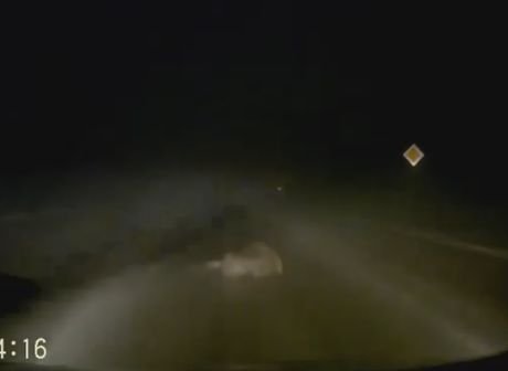 В Рязанской области водитель наехал на спящего на дороге мужчину (видео)