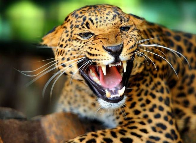 В приморском зоопарке леопард напал на двухлетнего ребенка