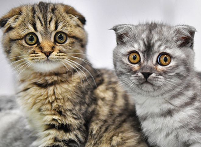 Названы самые популярные кошки у россиян
