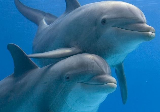 ВМФ России поддержат боевые дельфины