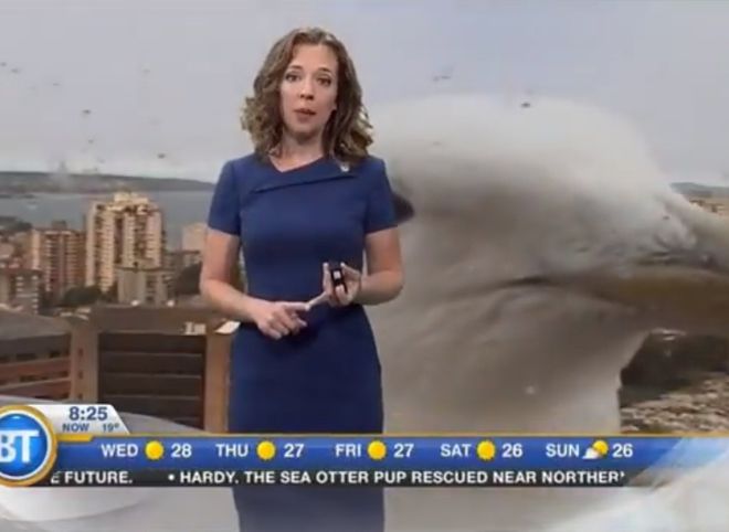 Гигантская чайка сорвала прогноз погоды на канадском телеканале (видео)