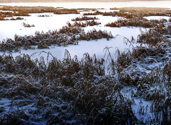 СМИ рассказали, как озеро в Рязанской области превратили в свалку