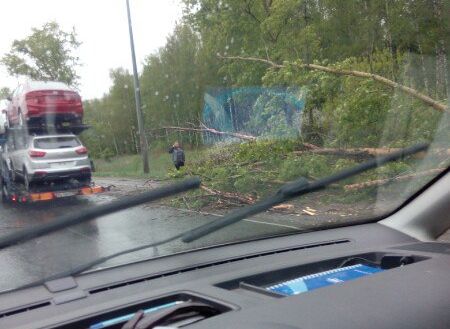 Фото: на Московском шоссе дерево рухнуло на автовоз