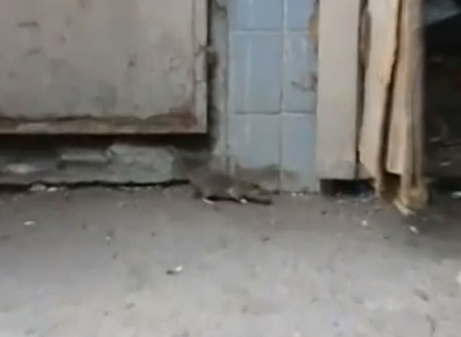 Жители одного из рязанских домов пожаловались на засилье крыс (видео)