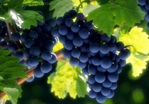 Россиянам предложили купить виноградники в Крыму