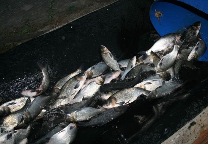 На Рязанской ГРЭС выпустили в воду 9 тонн рыбы