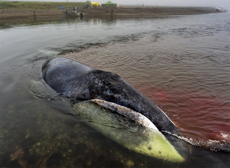 В Хабаровском крае спасли застрявшего в устье реки кита (видео)