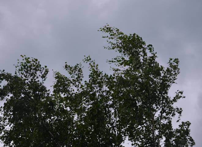 МЧС предупредило жителей Рязанской области о сильном ветре