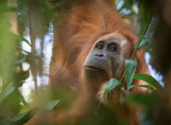 Зоологи нашли на Суматре новый вид близких «родственников» человека