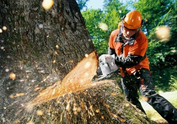 Сасовскому лесничеству нанесен ущерб в 1,5 млн