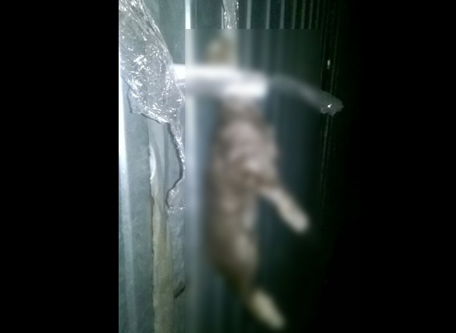 В Рязани неизвестные убили кошку