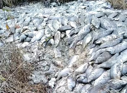 Названа причина массовой гибели рыбы в Старожиловском районе