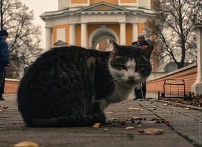 Знаменитого кота Тишку из Рязанского кремля порвали собаки