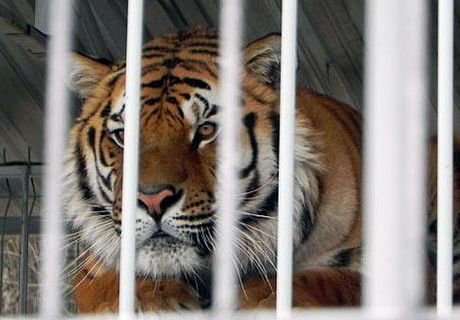 В барнаульском зоопарке тигр напал на девочку