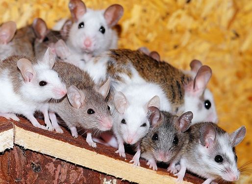 Более 800 человек заразились «мышиной лихорадкой» в Саратовской области
