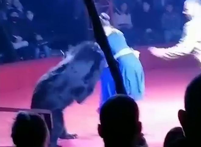 В орловском цирке медведь набросился на беременную ассистентку дрессировщика