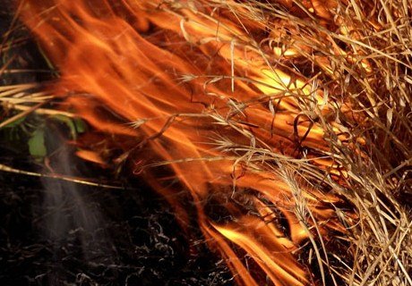 В Михайловском районе огнем уничтожено 1,5 тонны сена