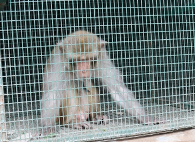 Сбежавшая из цирка обезьяна отловлена в Рыбновском районе (видео)