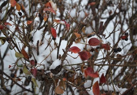 В пятницу в Рязани выпадет первый снег