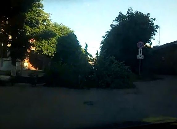 На улице Некрасова упала липа (видео)
