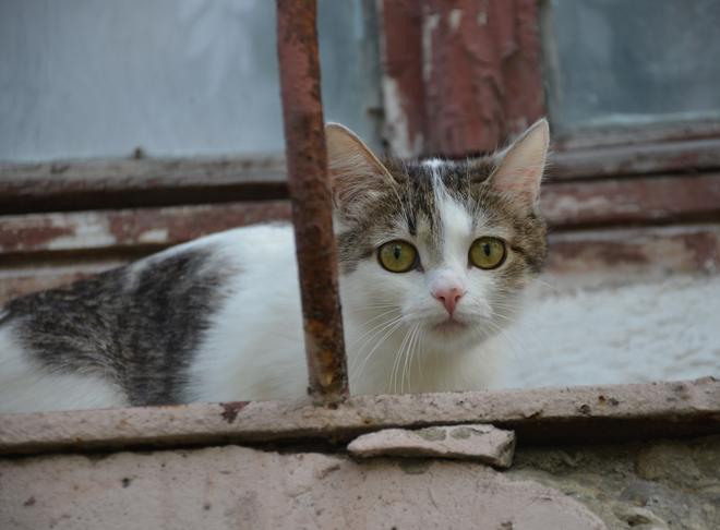 В Госдуму внесен законопроект об обязательной регистрации кошек и собак