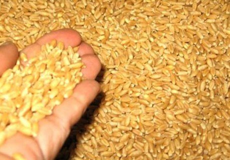 После 1 февраля будут снижены барьеры для экспорта зерна