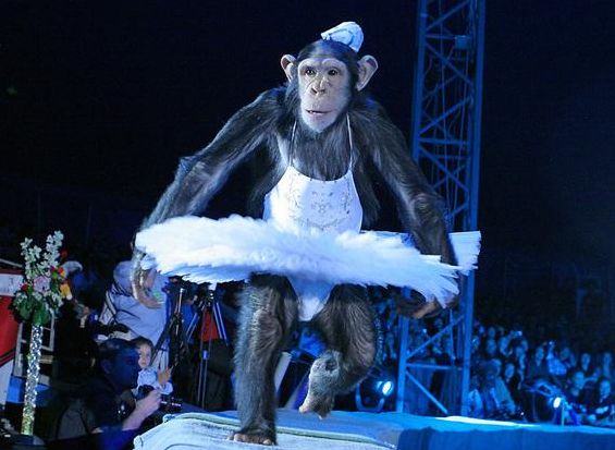 Соцсети: в деревне под Рязанью сбежала цирковая обезьяна